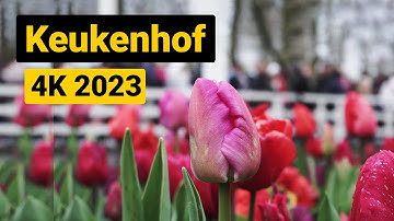 Keukenhof Gardens and Breathtaking Tulip Fields in 4K - Aerial and Ground View (2023)