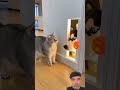 Cute cat and dog funny amazing video #funniestvideo #funny #cat #cute #animals #amazing