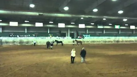 Jessica Knapton & Charize - Showmanship -7/9/2011 ...