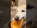 Teddy loves toast. #goldenretriever #seniordog #dog #dogmom
