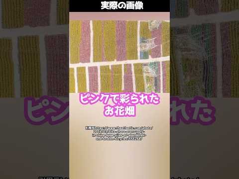まるで花畑?実はすべて“捨てられた自転車”だった!?#shorts