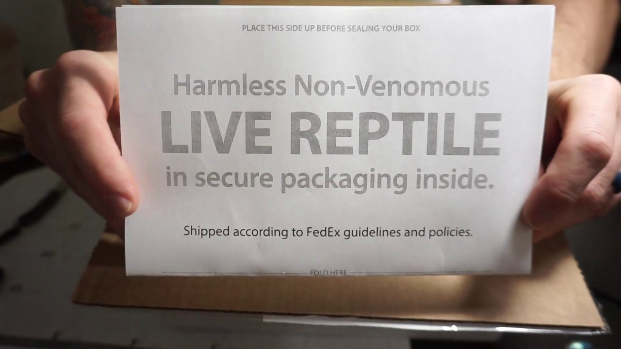 Ball Python Unboxing - YouTube