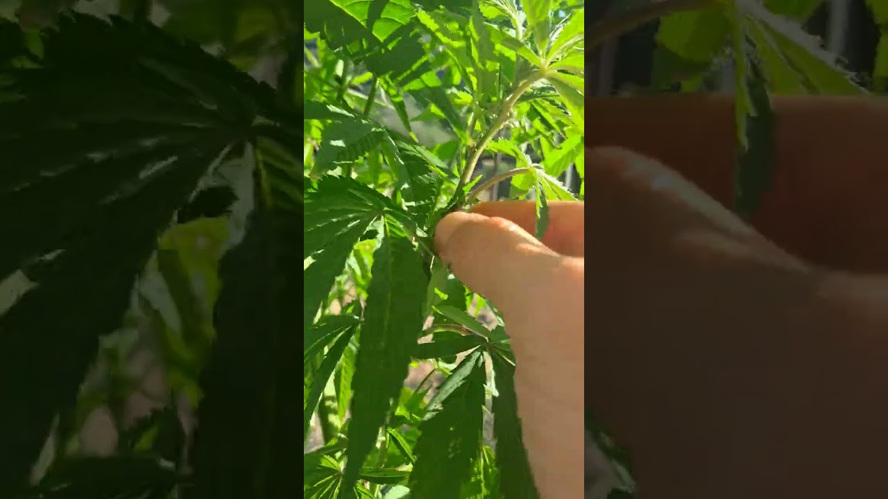 HOW TO COLLECT POLLEN FROM CANNABIS (OUTDOORS)