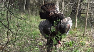 Jazzmin Snyder Youth Turkey Hunt 2023 by Michael Pollack 397 views 1 year ago 21 minutes