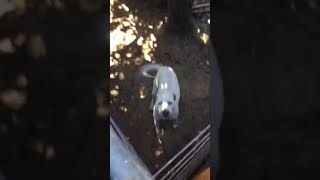 #vallejo #badneighbors  #animalabuse