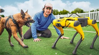 I Tested Ai Dogs vs Real Dogs