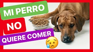 Los 2 MOTIVOS por los que NO TIENE APETITO ✅ ► ¿Por qué mi PERRO NO QUIERE COMER?