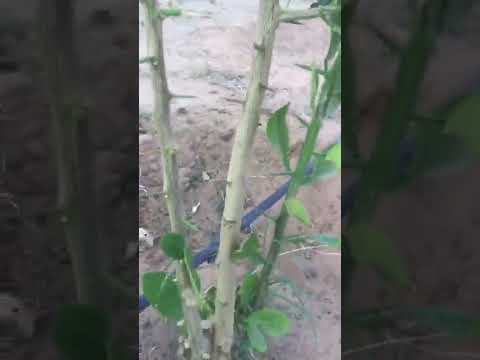 الأشجار التي يتم تطعيمها كالحمضيات تظهر أغصان تسمى سرطانات من الأصل المطعم عليه وتطغي على الصنف