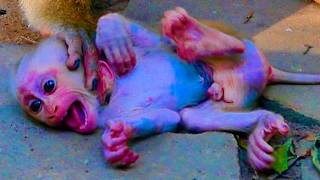 Lovely Baby monkey trying request milk his mom by love #lovelybabymonkey 