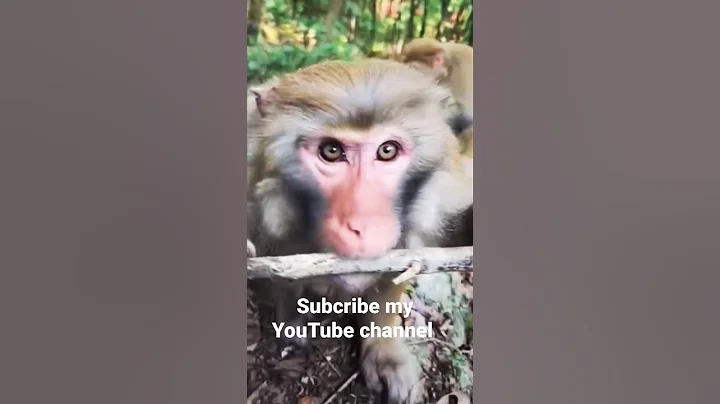 Hero Monkey playing #babymonkey #youtube #gorilla #monkey