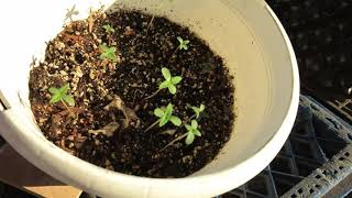 FALL GARDEN REPORT THE BIGKUSH TERROIR ORGANICS