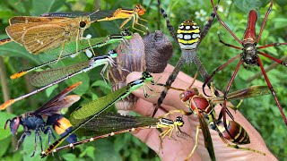 Streamside Bug Hunting Adventure: Catching Damselflies, Spiders, Butterflies, Wasps & More