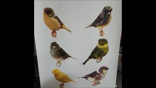 Episode - 14 Gloster Canary Australia vic's annual show and hand feeding young birds