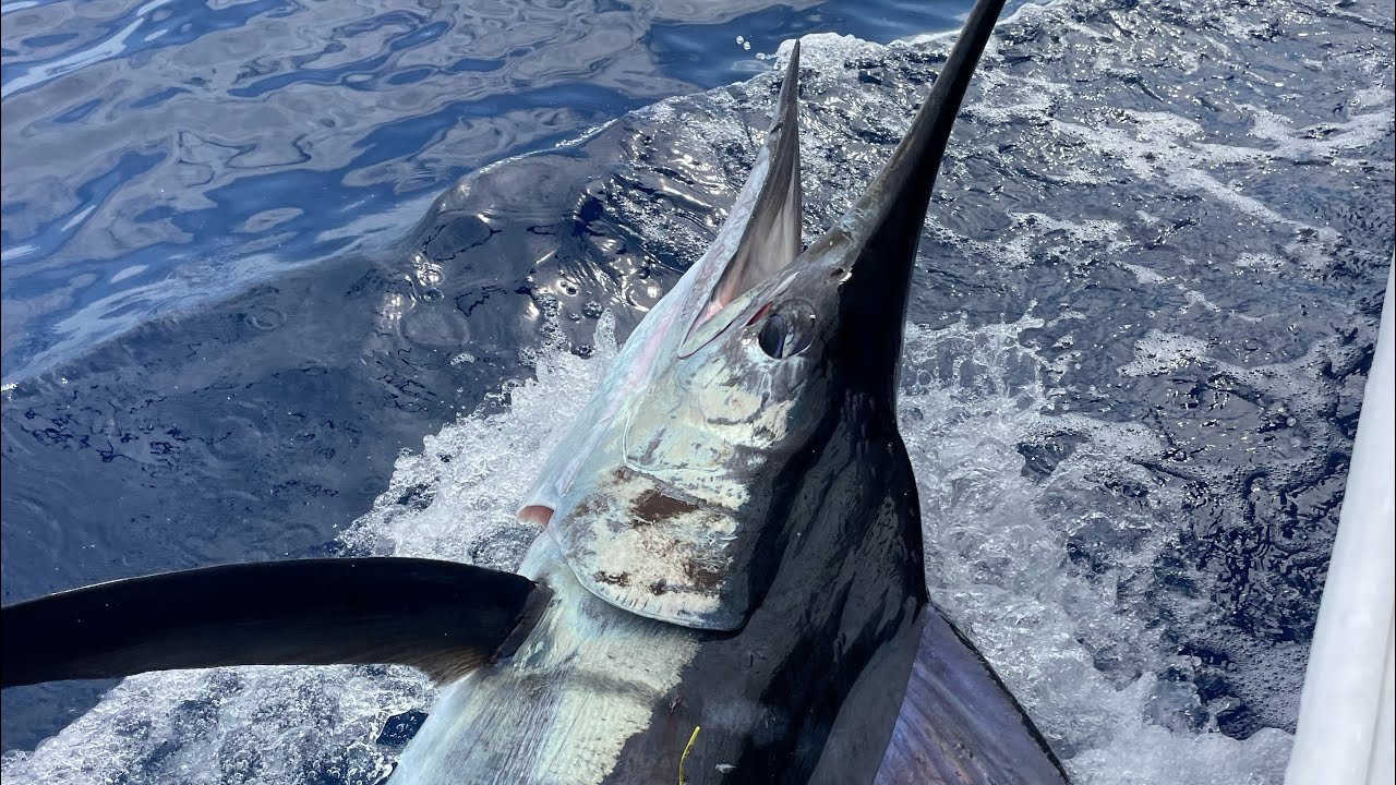 2 Day Marlin Mission Raglan NZ 2025