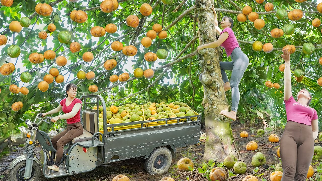 Use Truck To Harvesting A Lot Of Sour Fruit Goes To Market Sell - Farm Life