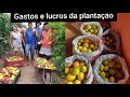 plantar maracujá da lucro?🤔 falei tudo + colheita + como fazer a polinização das flores