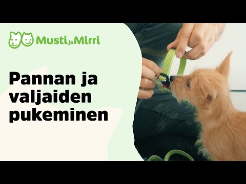 Video: Mitkä ovat syyt Vacuolar-hepatiopatiaan koirilla?