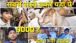 Sabse Sasti Bakra Mandi सबसे सस्ती बकरा मार्केट Jafrabad Market#delhi#bakra #bakramandi#bakramandi