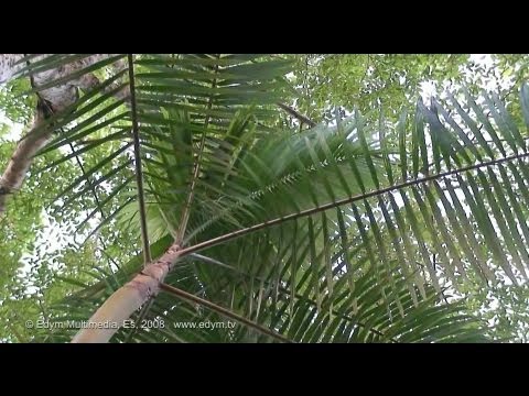 Video: Euterpen Palmu