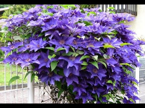 Video: Clematis Omoshiro: lumalaki sa bahay