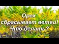 Орех сбрасывает ветки! Что делать?