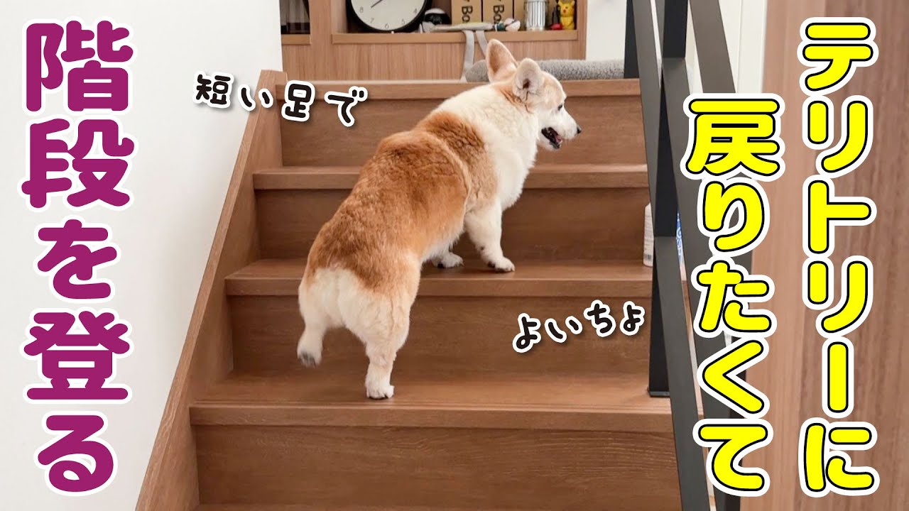 木彫りのコーギー天使への階段 I finally witnessed my dog climbing the stairs he wasn't supposed
