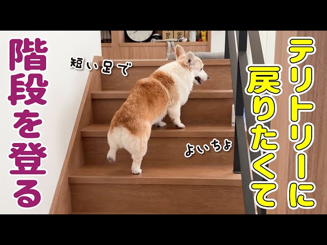 I finally witnessed my dog climbing the stairs he wasn't supposed