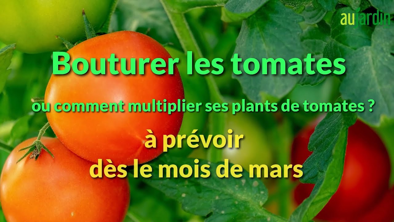 Faire ses graines de tomates: un jeu d'enfant