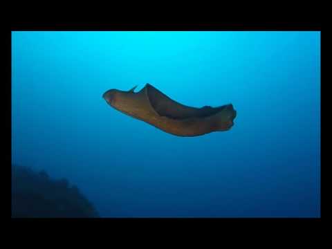 Video: Lepre Di Mare: Pesce Dell'Oceano Pacifico