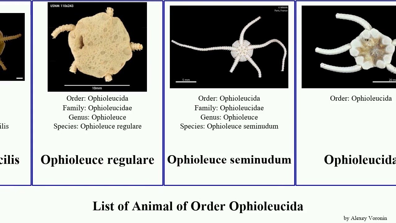 List of Animal of Order Ophioleucida ophioleuce ophiernus gracilis atlanticus Heads seminudum Nine