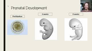 Prenatal and Newborn Development flipped video for AP Psychology by Christine Lee