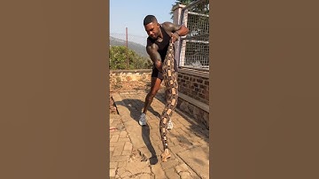‼️HIGHLY VENOMOUS‼️ Longest fangs of all snakes in the world 🗺️ the gaboon viper #gaboonviper #viral