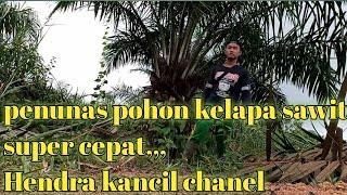 Menunas Pohon Kelapa Sawit,Super Cepat,