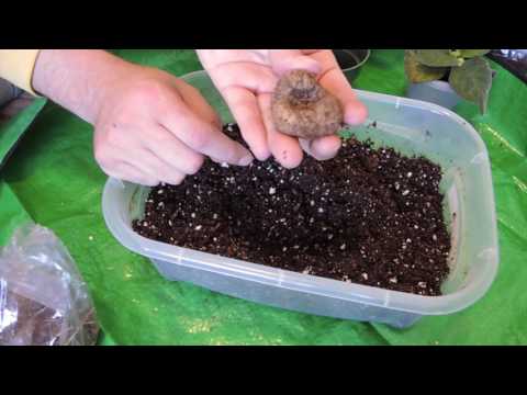 Video: Gloxinia: knollplanting. Hvordan plante gloxinia med en knoll? Hvordan dyrke gloxinia fra en knoll?