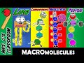 Building Blocks of Life Macromolecules and Their Functions