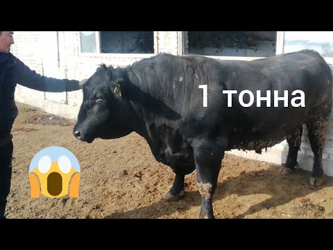 Video: Жинди кантип таанылат