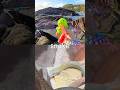 Learn Animal Names at the Rock Pool for Babies Kids: Chameleon Snake Flamingo Gorilla Tapir