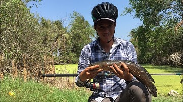 Câu rê cá lóc ao bèo hoang 15 năm chưa tát đụng toàn cá khủng...