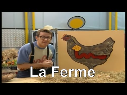 Vidéo: Une poule peut-elle produire des œufs sans coq ?