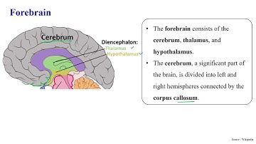 Neural Control and Coordination Part 2 #SATHEE_AGRI #swayamprabha #icar