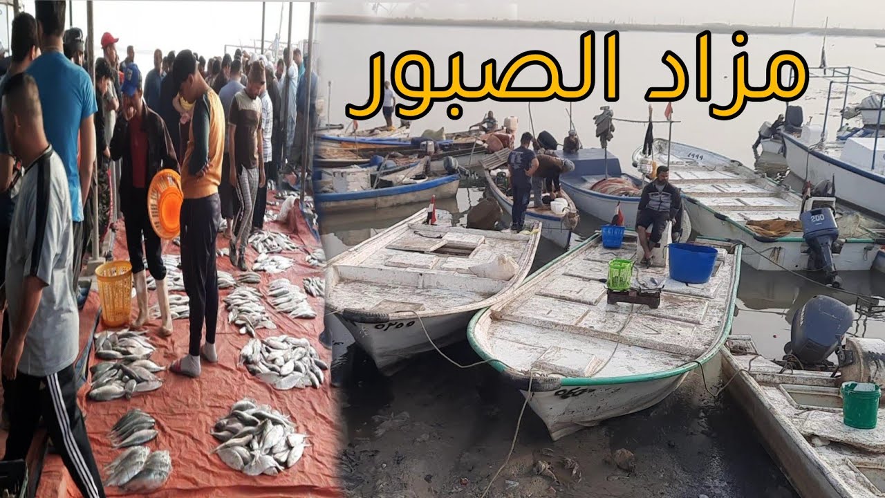 اسعار الصبوروالروبيان في الفاو لن تتوقعها 😱