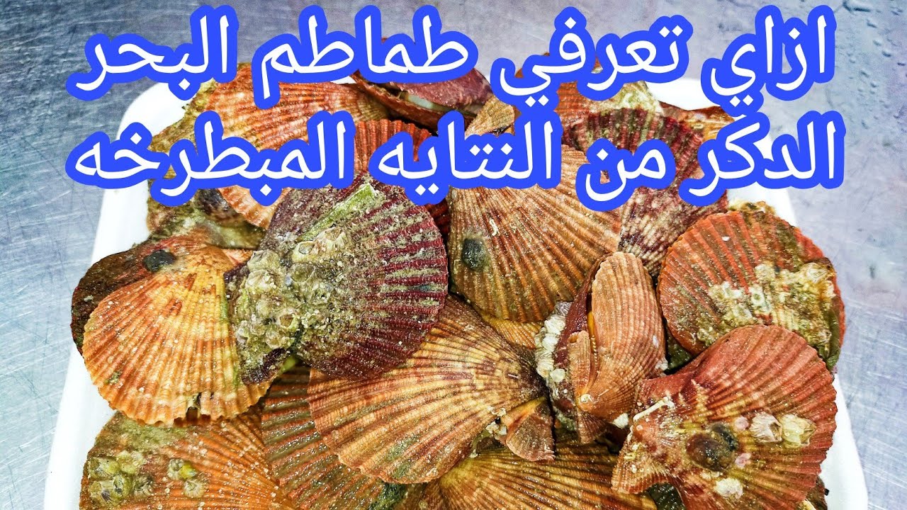ازاي تشيلي المراره السوده من (طماطم البحر) واجمد  تلات طرق لطبخهم (الاستريديا)