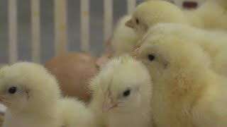 Germany: Industrial producers authorized to cull male chicks