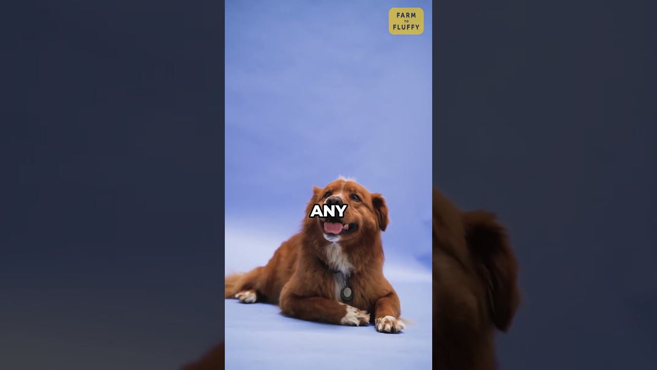 3 Best Loving Dog Breeds🐶🩷 #dogbreeds #dogsofyoutubeshorts