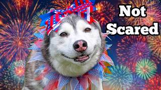 10 Last-Minute Tricks to Soothe a Dog Freaking Out From Fireworks 🎆