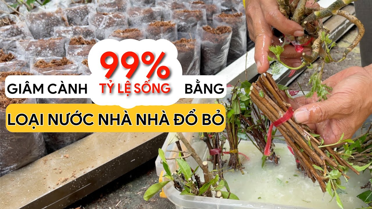 GIÂM CÀNH 99% TỶ LỆ SỐNG bằng loại nước mà NHÀ NHÀ ĐỔ BỎ