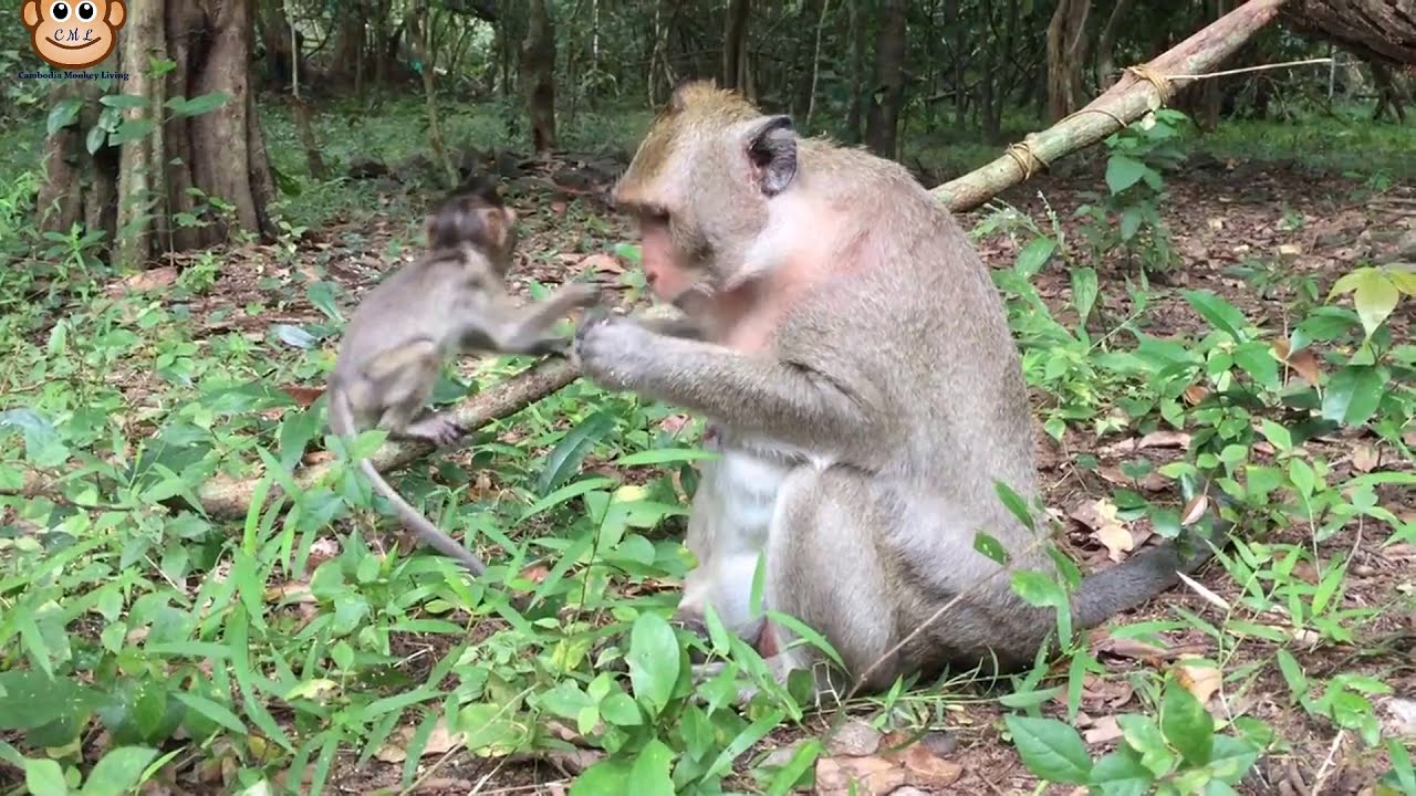 Unbelievable Baby Monkey Injury - Cambo Monkey Living 2019 - YouTube