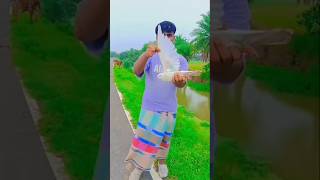 Ashraful #Kabootar ki video Pigeon birds Kabootar bazi#pigeon#shorts#youtubeshortsu#new#video