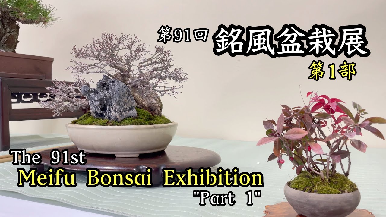 国風盆栽展 11巻セット 80-90 第91回 銘風盆栽展 「第1部」／The 91st Meifu Bonsai Exhibition