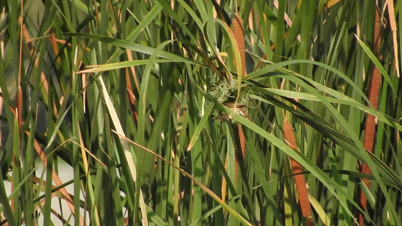 DSCN3839_Streaked Weaver weaving nest in reeds 